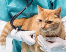 Registracija i proces otvaranja veterinarske ambulante