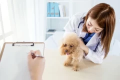 Knjigovodstvena agencija za veterinarske apoteke i vođenje knjigovodstva