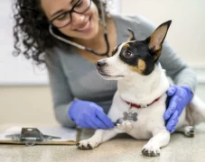 Registracija i proces otvaranja veterinarske ambulante